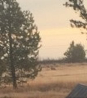 wolf in meadow.jpg wolf in meadow.jpg