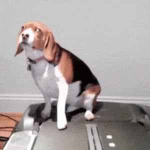 01-funny-gif-304-lazy-dog.gif