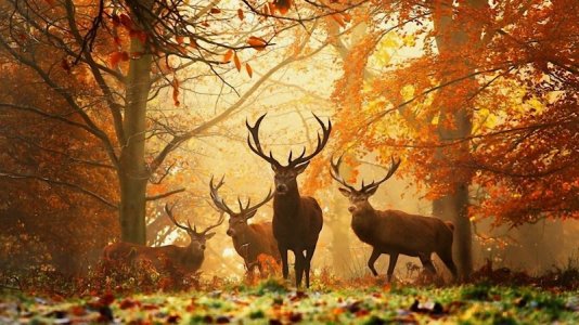 deer_grass_leaves_autumn_trees_59721_1280x720.jpg