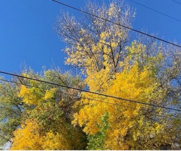 tree.jpg