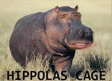 hippo.JPG