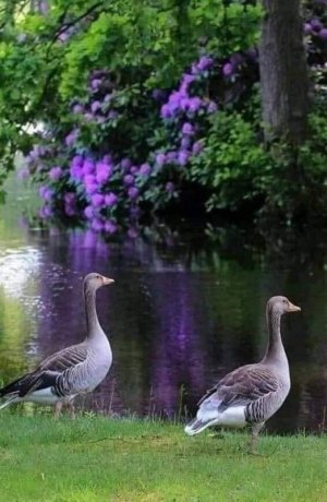 Tumblr_l_53975975976969.jpg
