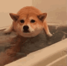 puppy-dog.gif