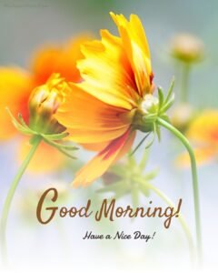 beautiful-golden-yellow-flower-good-morning-imaged-240x300.jpg