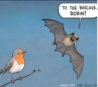 bat.JPG