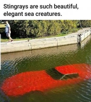 stingrays.jpg