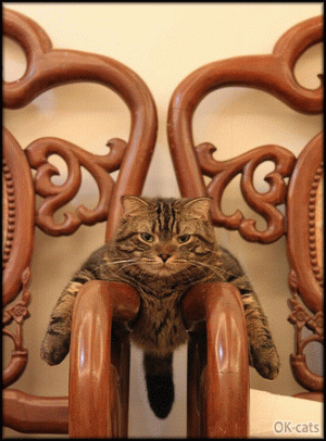 Art Cat GIF • Lazy cat chilling between 2 armchairs in a funny position.gif