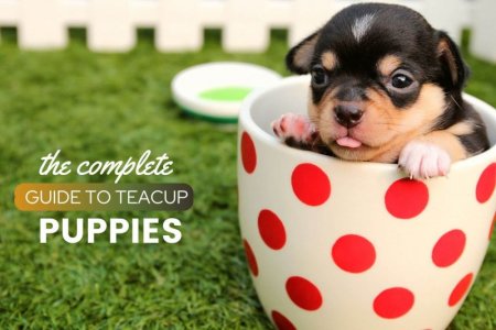 teacup-dogs-and-puppies.jpg