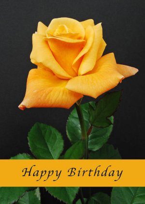 gold rose.jpg
