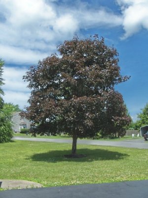 tree3a.jpg
