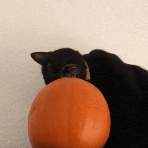 99214A87-CBE6-4A9E-BAE3-41D02A6D1664.gif