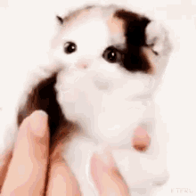 cat.gif