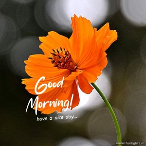 funkylife-good-morning-images-12.jpg
