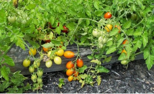 tomatoes1.jpg