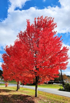 maple.jpg