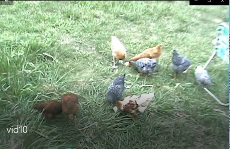 chicks 8.JPG