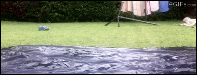 5.gif