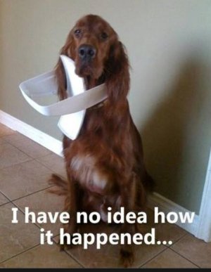 dog trash.jpg