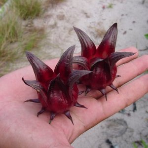 rosella for jam.jpg