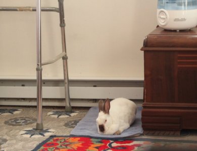 bunny_crp.JPG