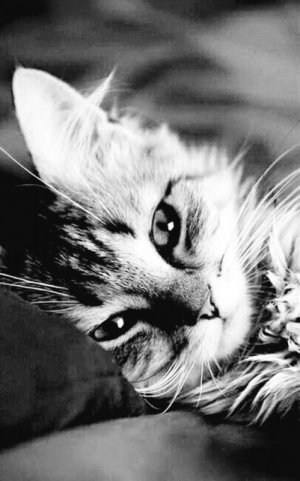 cat smile bw 4 fb.jpg