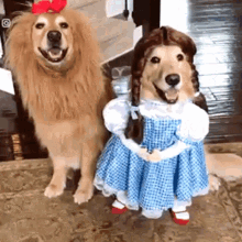 toto.dorothy.gif