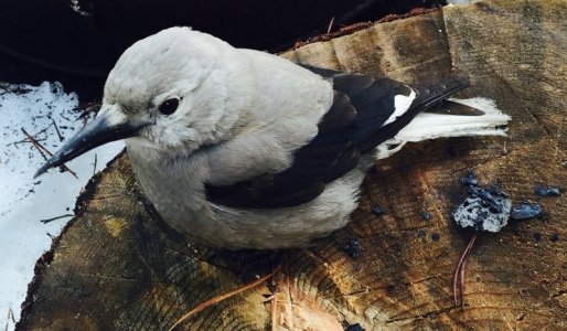 nutcracker.jpg nutcracker.jpg