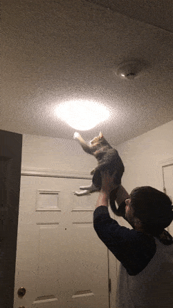 AgitatedPleasedKitten-size_restricted.gif