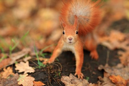 squirrel-7516605__480.jpg
