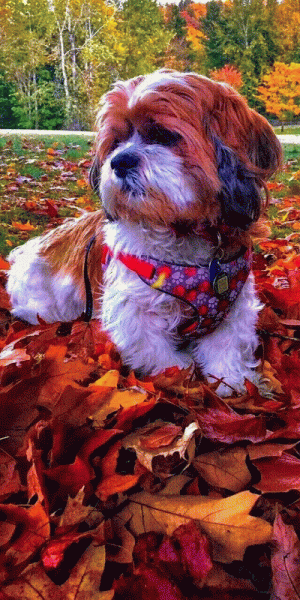 Tumblr_l_35117321239266.gif