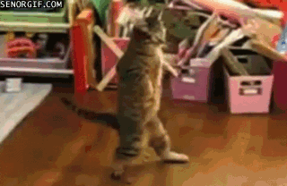 bipedal-cat-backs-away-from-the-situation.gif