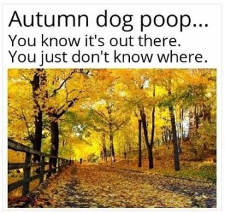 dog poop.jpg