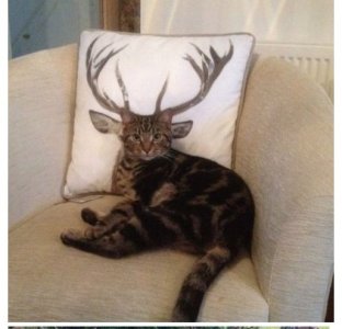 antlers.jpg