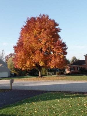 Fall Tree 2022.JPG
