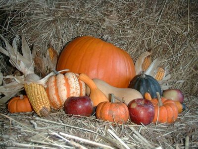 Autumn Harvest.jpg