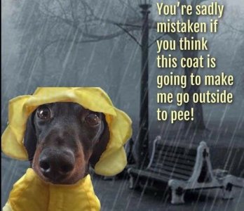 71f98a60d8872a77d22eadabbd3ab8e2[1].jpg