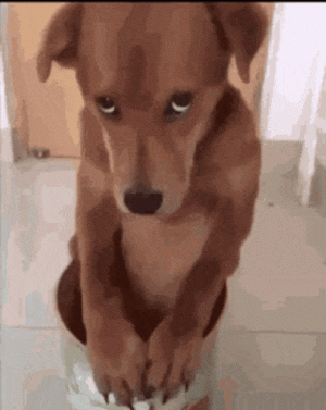 caughtincookiejar.gif