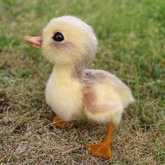 e47145bc729a0161cd5e49a20f15688f[1].jpg