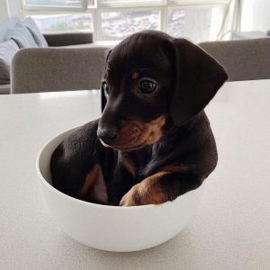 Dachshund_13_1024x1024[1].jpg