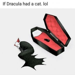 cat.jpg