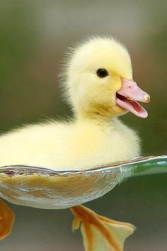 54b66eccd3e2d5b90fb827d828ede060[1].jpg