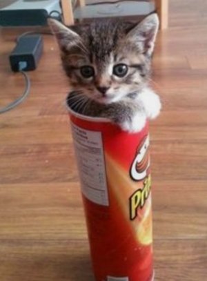 cat pringles.jpg