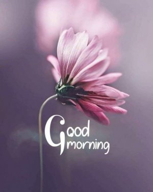 good-morning-friend-images-New-Good-Morning-Images-With-Pictures-And-Morning-Motivation-Quotes.jpg