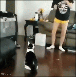Hilarious Cat GIF • Dont mess with your cat he is the Boss at home.gif