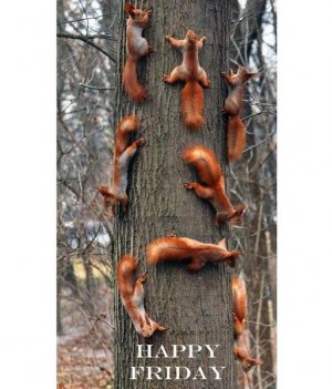 squirrels.jpg