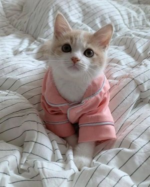 Tumblr_l_96721824270011.jpg