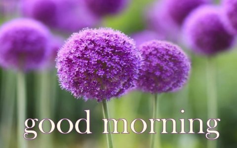 Good-Morning-With-Lovely-Flowers-wm13079.jpg