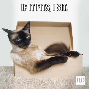 redo-cat-meme4.jpg