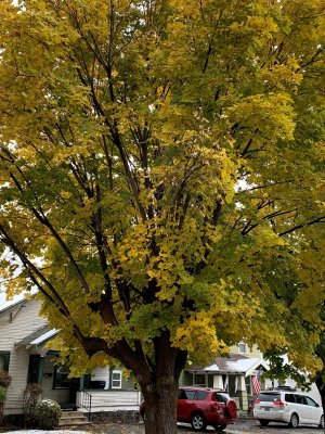 tree.jpg