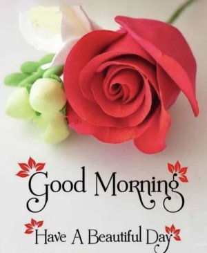 good morning rose.jpg